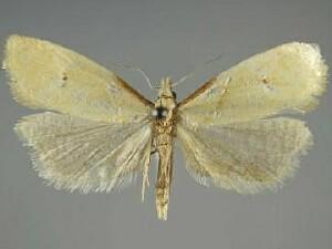 Phtheochroa aegrana