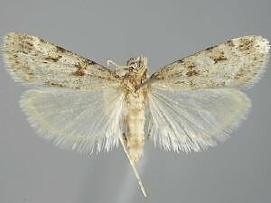 Scoparia palloralis