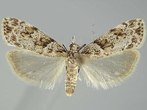 Scoparia biplagialis