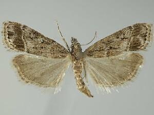 Eudonia rectilinea