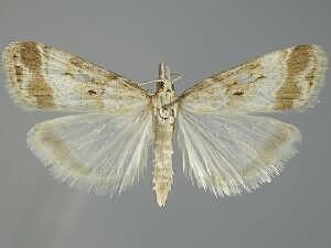 Eudonia expallidalis