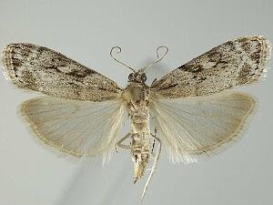 Eudonia spenceri