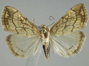 Evergestis pallidata