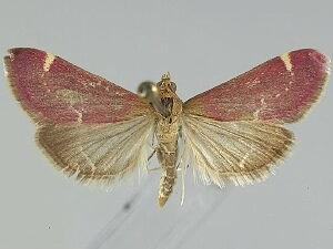 Pyrausta grotei