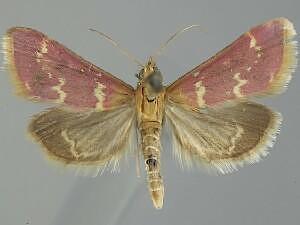 Pyrausta signatalis