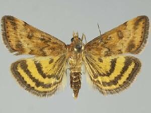 Pyrausta subsequalis