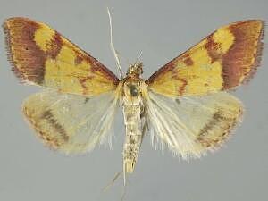 Pyrausta perrubralis