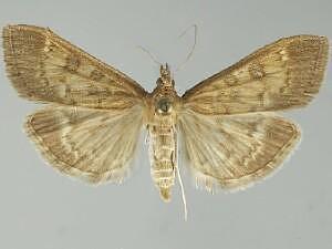 Mecyna mustelinalis