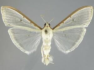 Palpita quadristigmalis