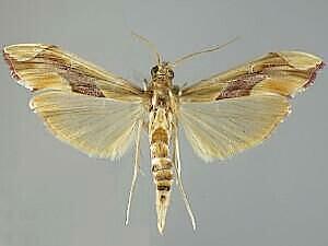 Agathodes monstralis