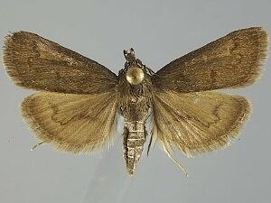 Diastictis caecalis