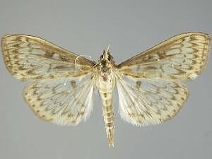 Herpetogramma pertextalis