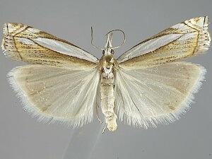 Crambus pascuella