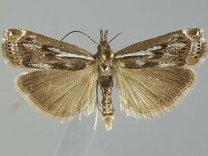 Crambus alienellus