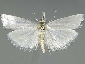 Crambus perlella