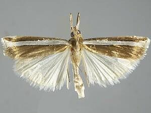 Crambus unistriatellus