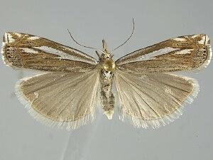 Crambus whitmerellus