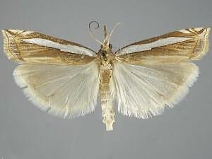 Crambus cypridalis