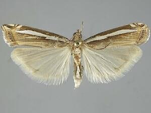 Crambus occidentalis