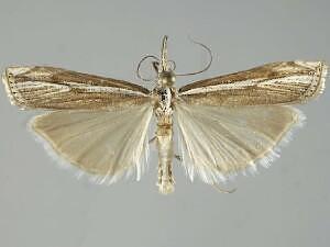 Crambus rickseckerellus