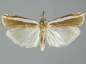 Crambus sperryellus