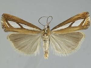 Catoptria latiradiellus