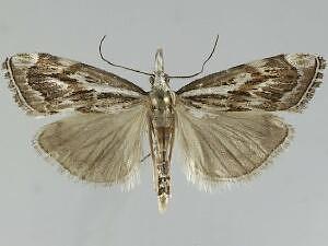 Catoptria oregonicus