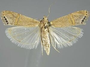 Euchromius ocellea