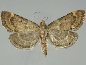 Hypsopygia phoezalis