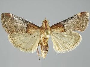 Cacozelia basiochrealis