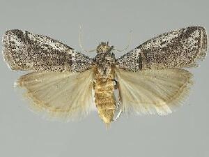 Acrobasis comptella