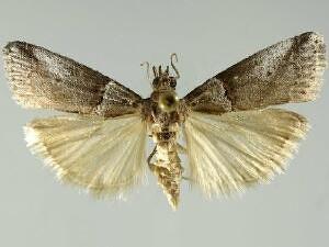 Acrobasis caliginella