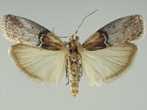 Sciota basilaris