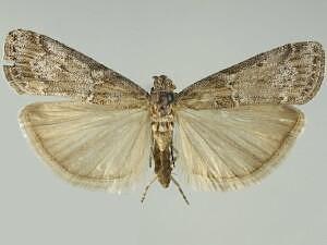 Telethusia ovalis