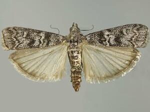 Dioryctria abietivorella