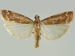 Dioryctria auranticella