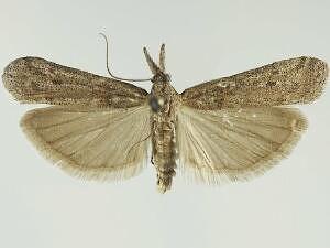 Eumysia pallidipennella