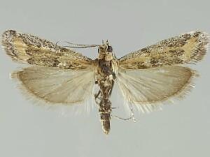 Ancylosis morrisonella