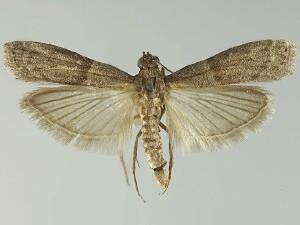 Cadra cautella