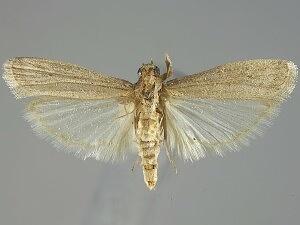 Cadra figulilella