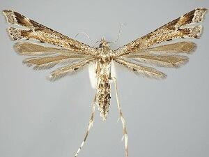 Platyptilia williamsii