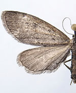 Glaucina denticularia