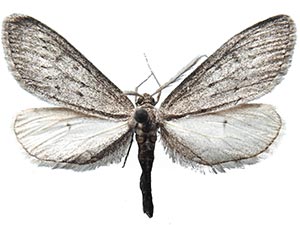 Glaucina biartata