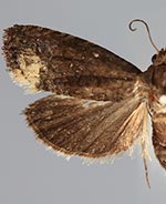 Ecdytolopha nigrita