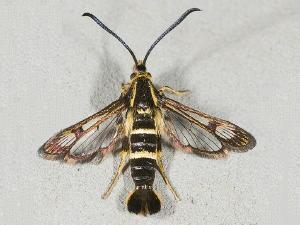 Synanthedon bibionipennis