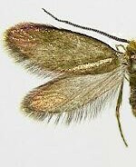 Epimartyria auricrinella