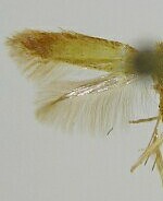 Coptotriche citrinipennella