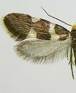 Lampronia russatella