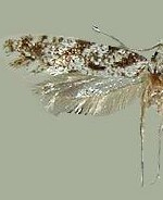 Nemapogon variatella