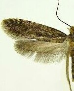 Haplotinea insectella